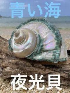 2025年最新】夜光貝オブジェ￼の人気アイテム - メルカリ