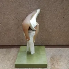 2025年最新】somso 模型の人気アイテム - メルカリ