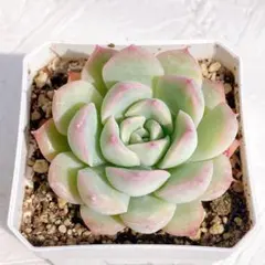 ꕤclara*様 リクエスト 2点 まとめ商品