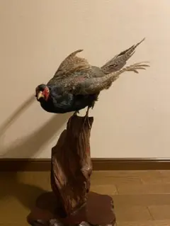 2025年最新】キジ 剥製の人気アイテム - メルカリ