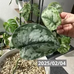 ニートキャット様専用　スキンダプサス　トレビーとシンゴニウムフレンチマーブル