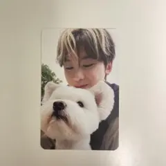 ZB1 ゼベワン never say never 犬 トレカ マシュー