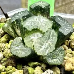 2026年最新】ハオルチア万象錦の人気アイテム - メルカリ