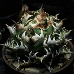 2025年最新】チタノータ アガベの人気アイテム - メルカリ