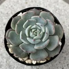 ten様 リクエスト 2点 まとめ商品