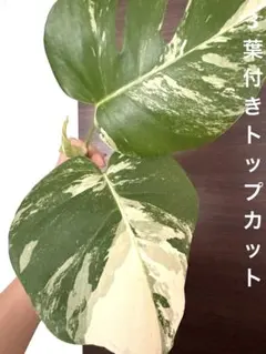 2026年最新】モンステラ ハーフムーンの人気アイテム - メルカリ