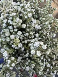 パピコ様 リクエスト 2点 まとめ商品