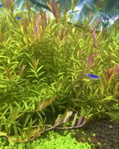 ざっく様 リクエスト 2点 まとめ商品