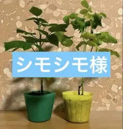 レモンリーフの種×20個（サラールベリー、種子、コノハムシやナナフシ
