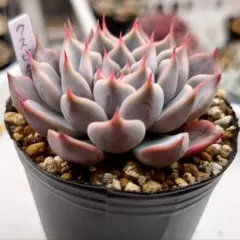 2025年最新】サボテン相談室の人気アイテム - メルカリ