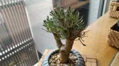 2026年最新】オトンナ ユーフォルビオイデスの人気アイテム - メルカリ