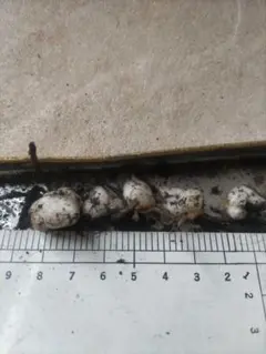 猫がすき様 リクエスト 3点 まとめ商品