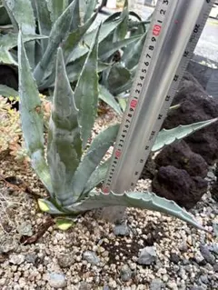 まる様専用