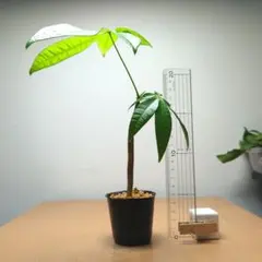 ☆久美子☆様 リクエスト 3点 まとめ商品