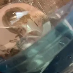 ヒュニンカイ カプセルトイ
