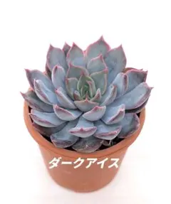 お客様専用ページ　ゆうパケットプラス発送