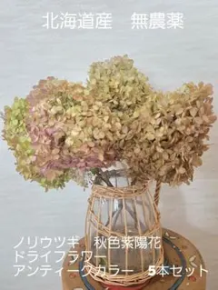 ノリウツギ　秋色紫陽花　アンティークカラー　ドライフラワー　花材5本セット♫