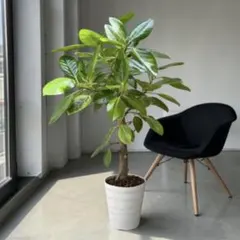 美形 大型 フィカス アルテシマ 螺旋仕立て 10号 陶器鉢 植え込み発送