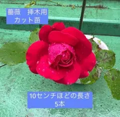 野薔薇 抜き苗 ノイバラ ピンク × 白グラデーション小花 - メルカリ