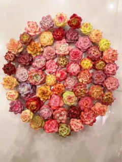 5 ★韓国苗★多肉植物寄せ植えセットカット苗詰 め合わせ セット 30苗