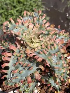 上 綴化 ？モンスト アロエ ハイブリッド Aloe hybrid 第四種 - メルカリ