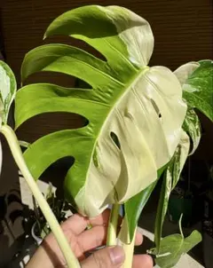 n*a様 特選大株‼️ボルシギアナ&デリシオーサミックスフルミント❣️トップ側‼ 2025年最新】ボルシギアナ ミントの人気アイテム - メルカリ