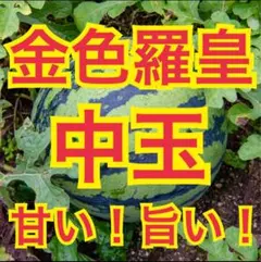 金色羅皇スウィート 6kg〜8kg ご家庭向けのサムネイル