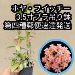 2026年最新】ホヤの人気アイテム - メルカリ