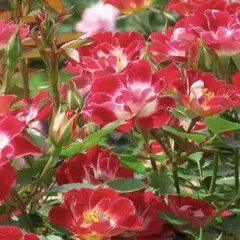 Kaori様専用　ミニバラ関連2300