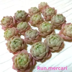 多肉植物〈カット苗〉☆サクラクィーン16ケ☆寄植えに♥