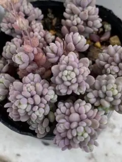 多肉植物パープルヘイズ抜き苗6㎝ポットのサムネイル