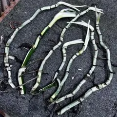 斑入りモンステラホワイトタイガー葉付き茎7株おまとめ - メルカリ