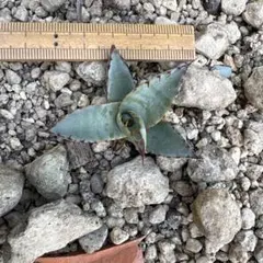 アガベ　サルミアナ　フェロックス