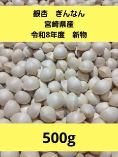 2026年新物 久寿 銀杏 ぎんなん祖父江産 3L 500g - メルカリ