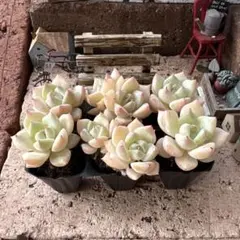 CT1174 ホワイトクィーン 105苗 多肉植物 土根付き エケベリア 韓国苗