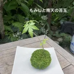 2026年最新】イロハモミジ 種の人気アイテム - メルカリ