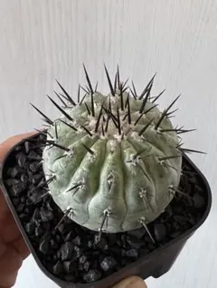 2025年最新】コピアポア シネレアの人気アイテム - メルカリ