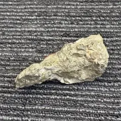 トルノセラス・クレブリセプタム・レイモンド化石パイライトゴニアタイト トルノセラス・クレブリセプタム・レイモンド化石パイライトゴニア
