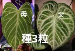 写真の交配の種3粒+予備1粒　計4粒のサムネイル