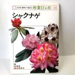 【激レア】シャクナゲ NHK趣味の園芸
