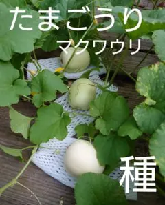 あおいそら様 リクエスト 2点 まとめ商品