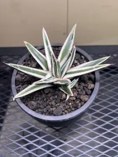 アガベ　氷山　笹の雪　4号鉢つき　大株❗ 2025年最新】アガベ 笹の雪 氷山の人気アイテム - メルカリ