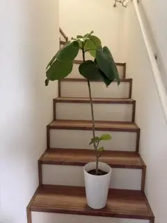 フィカス ウンベラータ 観葉植物 高さ105cmほどのサムネイル