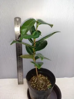 ピンクシャラノキ/ヨアケマエ/夏椿/大株立ち【現品発送】管理