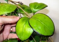 Maruru様 リクエスト 2点 まとめ商品