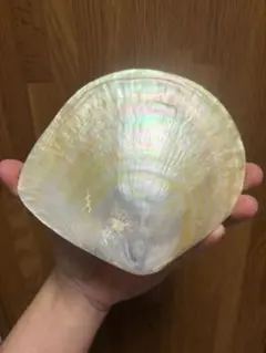 ヒメシャコ貝 小中 両面 インテリア 飾り物 アクセサリー オブジェ 