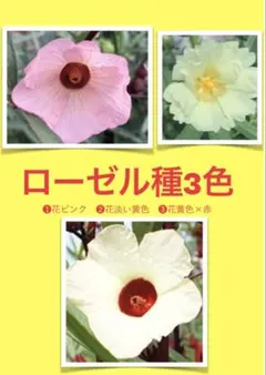 ローゼル種3色セット　ピンクとクリーム、淡い黄色の花　※100粒ずつ