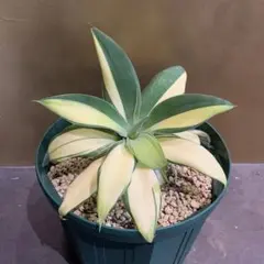 2025年最新】アテナータ 翡翠盤の人気アイテム - メルカリ