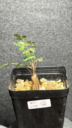 2025年最新】ボスウェリア ネグレクタ 実生の人気アイテム