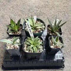 キシロナカンサ　大株　約80cm 2025年最新】キシロナカンサ アガベの人気アイテム - メルカリ